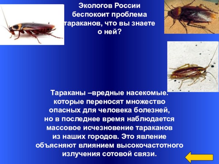 Экологов России беспокоит проблема тараканов, что вы знаете о ней?Тараканы –вредные