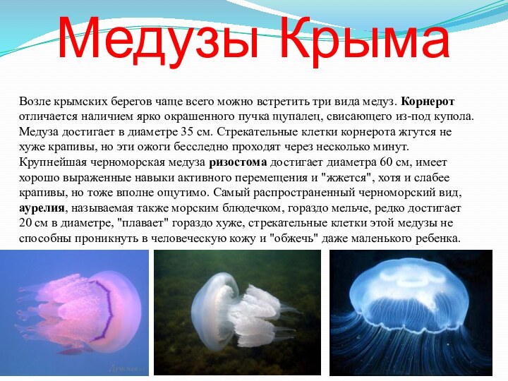 Медузы Крыма Возле крымских берегов чаще всего можно встретить три вида