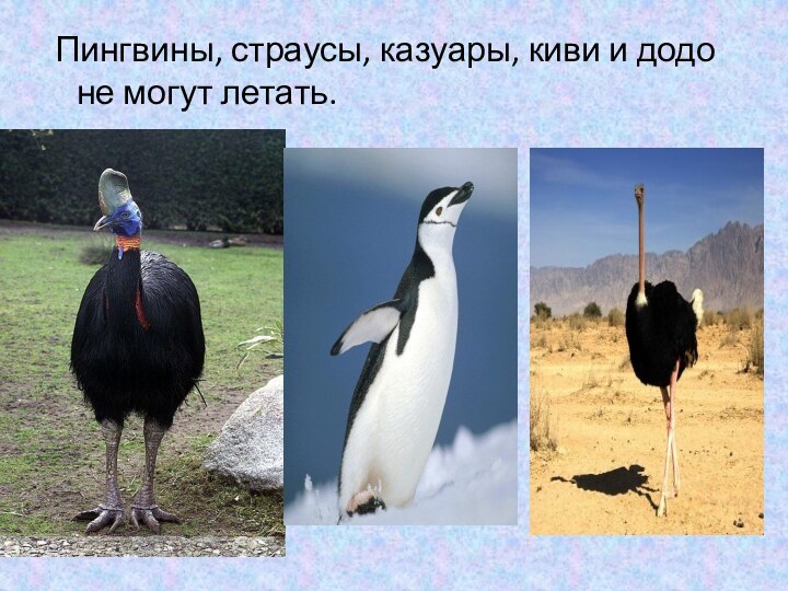  Пингвины, страусы, казуары, киви и додо не могут летать.