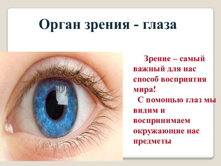 Орган зрения - глаза   Зрение – самый важный для нас