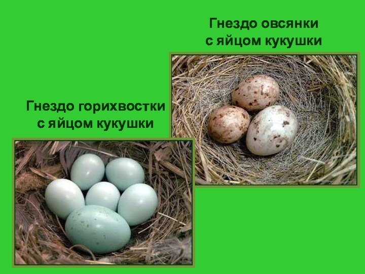 Гнездо горихвостки  с яйцом кукушкиГнездо овсянки  с яйцом кукушки
