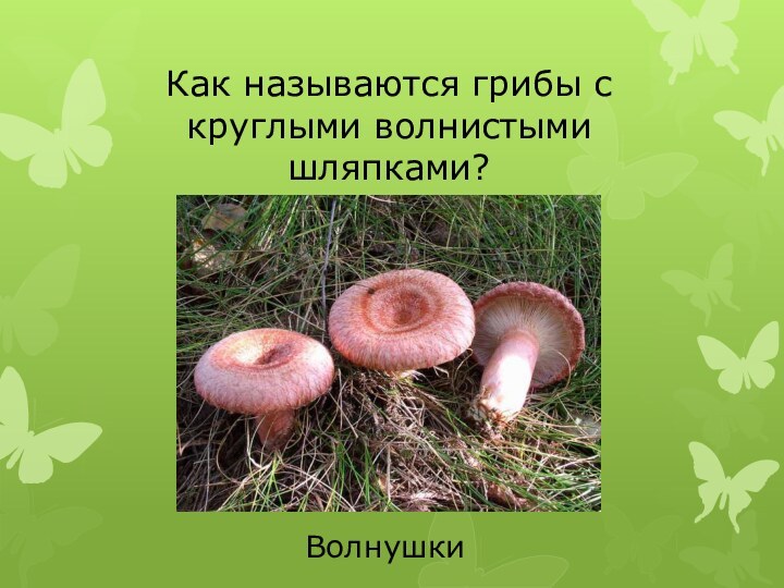 Как называются грибы с круглыми волнистыми шляпками?Волнушки