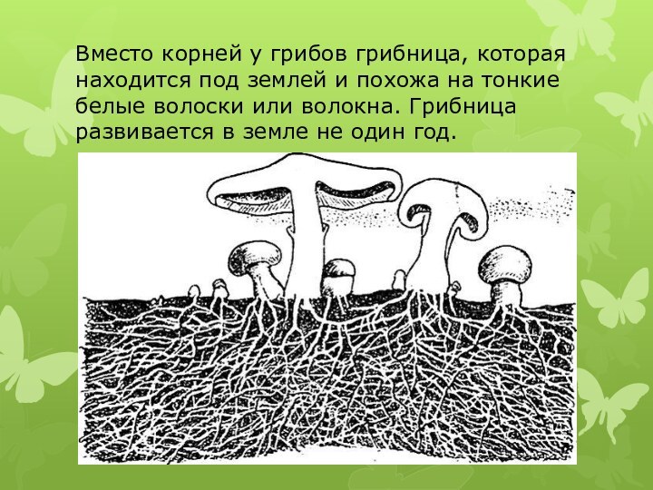 Вместо корней у грибов грибница, которая находится под землей и похожа на