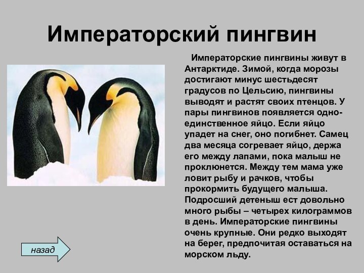 Императорский пингвин    Императорские пингвины живут в Антарктиде. Зимой, когда