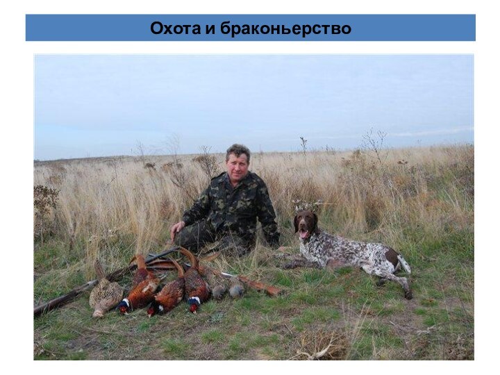 Охота и браконьерство