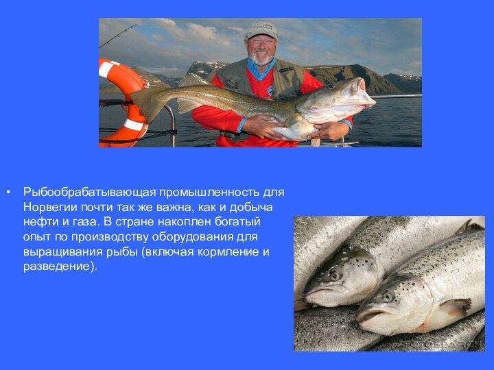 Рыбообрабатывающая промышленность для Норвегии почти так же важна, как и добыча нефти