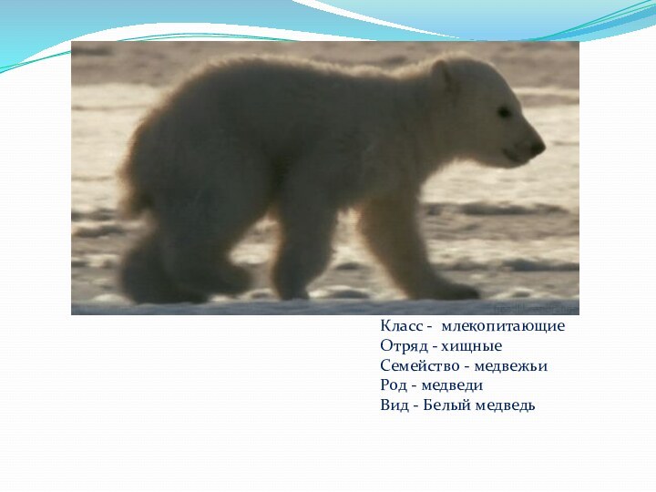 Класс - млекопитающиеОтряд - хищныеСемейство - медвежьиРод - медведиВид - Белый медведь