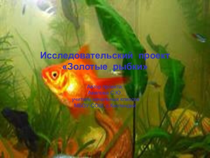 Исследовательский проект «Золотые рыбки»Автор проекта:Авилова С.Ю. учитель начальных классовМБОУ-СОШ с.Кистендей