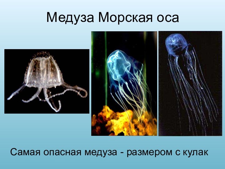 Медуза Морская осаСамая опасная медуза - размером с кулак