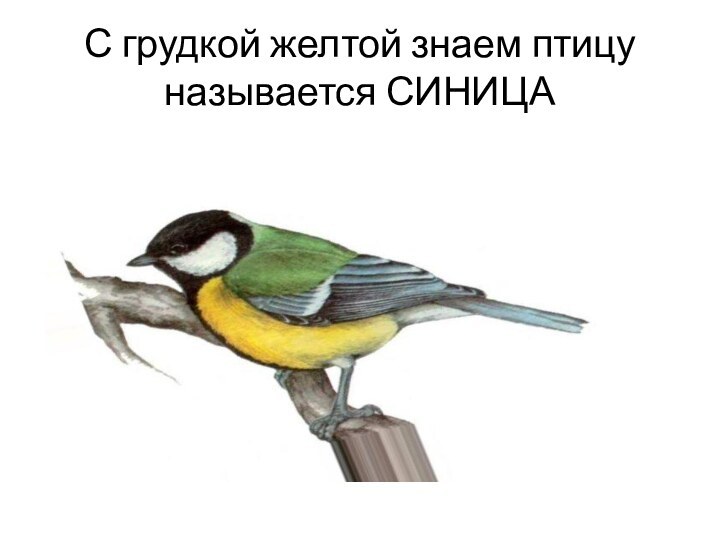 С грудкой желтой знаем птицу называется СИНИЦА