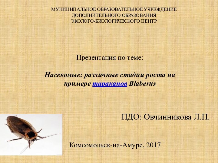 Презентация по теме: Насекомые: различные стадии роста на примере тараканов BlaberusМуниципальное образовательное