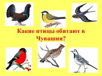 Дидактическая игра Какие птицы обитают в Чувашии? (презентация) презентация к уроку (старшая группа)