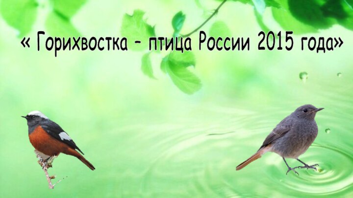 « Горихвостка – птица России 2015 года»