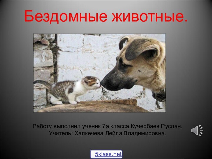 Бездомные животные.Работу выполнил ученик 7а класса Кучербаев Руслан.