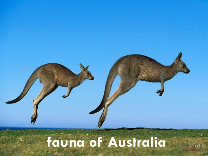 fauna of Australia