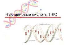 нуклеонный диск ДНК