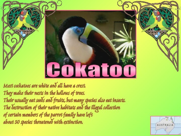 CokatooMost cockatoos are white and all have a crest. They make their