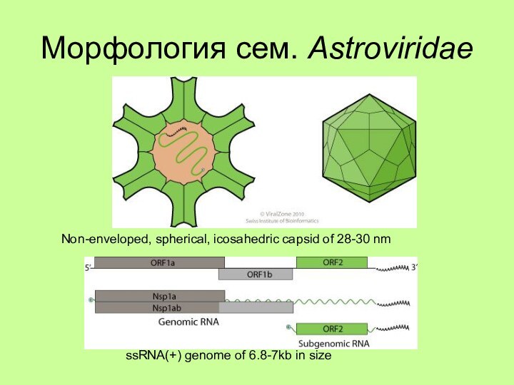 Морфология сем. AstroviridaeNon-enveloped, spherical, icosahedric capsid of 28-30 nmssRNA(+) genome of 6.8-7kb in size