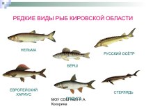 Редкие виды рыб кировской области