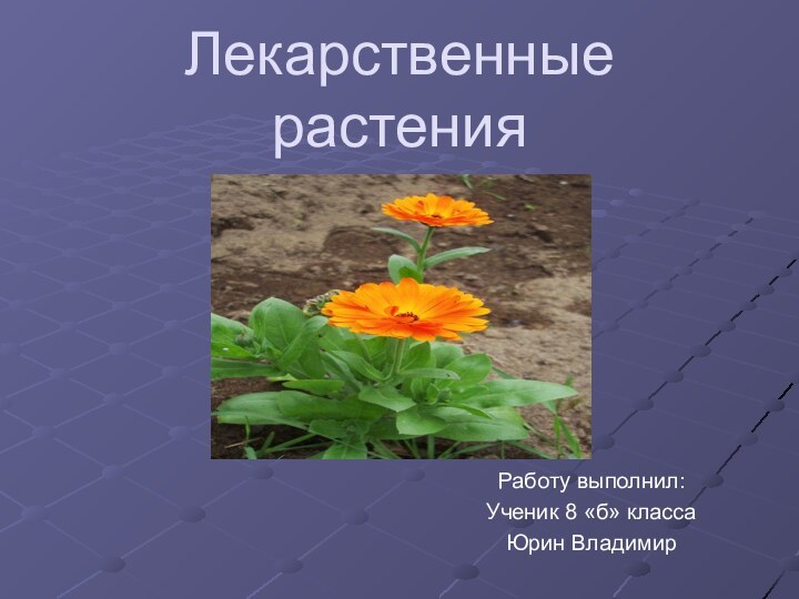 Лекарственные  растенияРаботу выполнил:Ученик 8 «б» классаЮрин Владимир