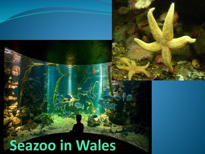 Seazoo in Wales