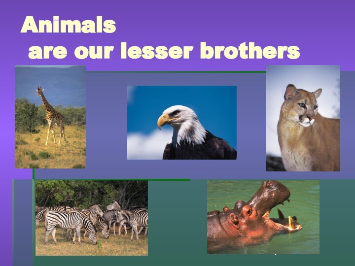12/19/2021Animals  are our lesser brothers