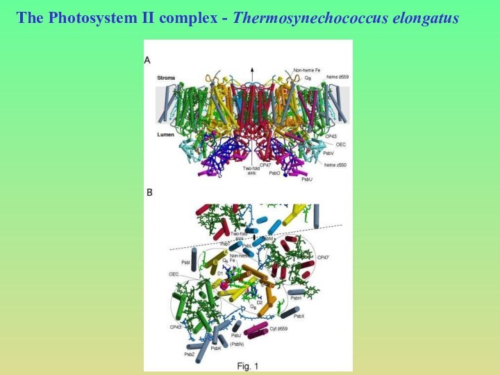 The Photosystem II complex - Thermosynechococcus elongatus