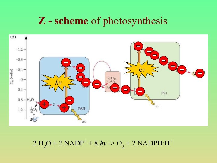 Z - scheme of photosynthesishvhv2 H2O + 2 NADP+ + 8 hv -> O2
