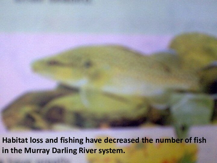 Habitat loss and fishing have decreased the number of fish in the