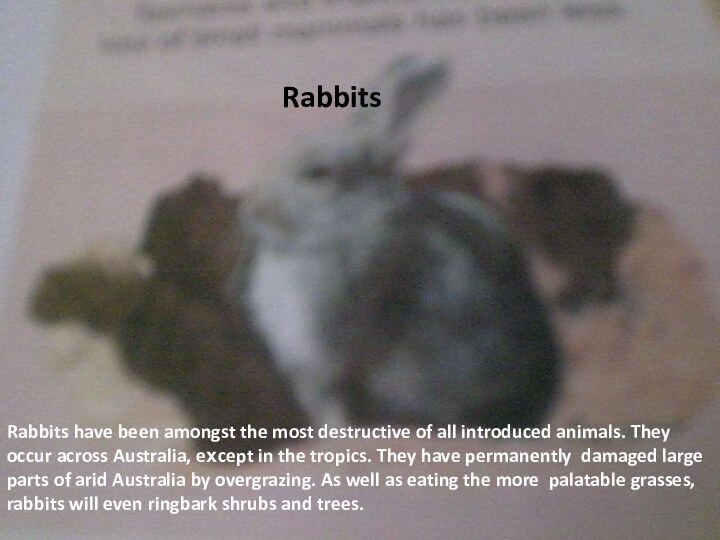  Rabbits have been amongst the most destructive of all introduced animals. They
