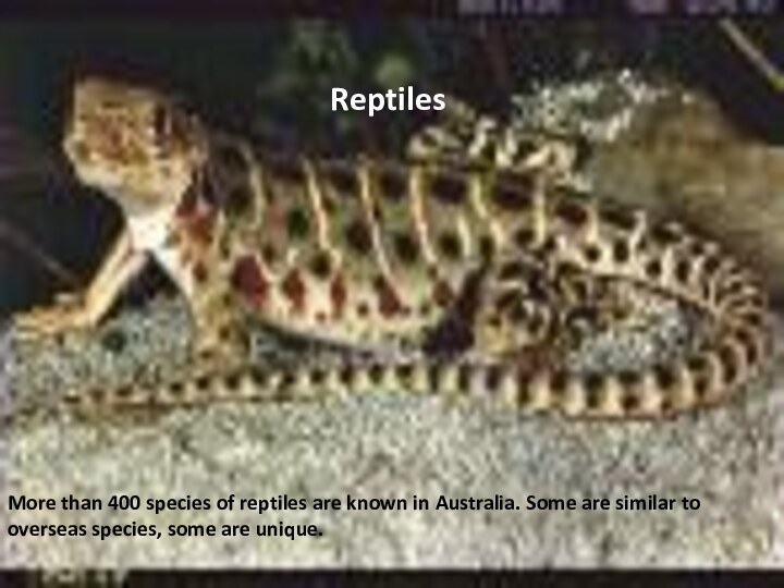 More than 400 species of reptiles are known in Australia. Some