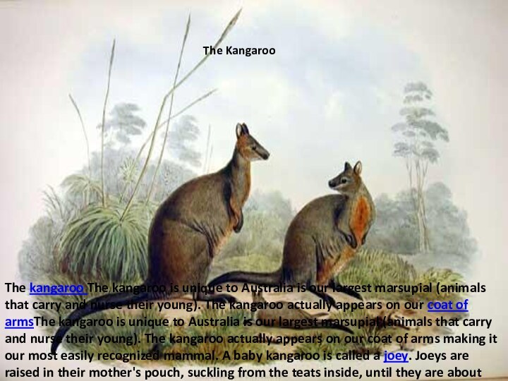 The kangaroo The kangaroo is unique to Australia is our largest marsupial (animals