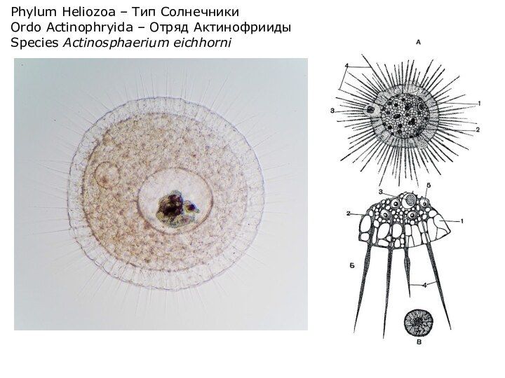 Phylum Heliozoa – Тип СолнечникиOrdo Actinophryida – Отряд АктинофриидыSpecies Actinosphaerium eichhorni
