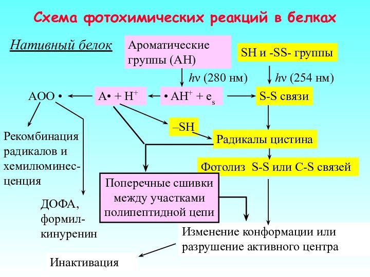 Схема фотохимических реакций в белках