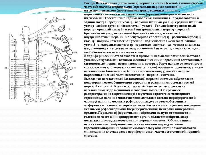 Рис. 32. Вегетативная (автономная) нервная система (схема). Симпатическая часть обозначена штриховыми (преганглионарные