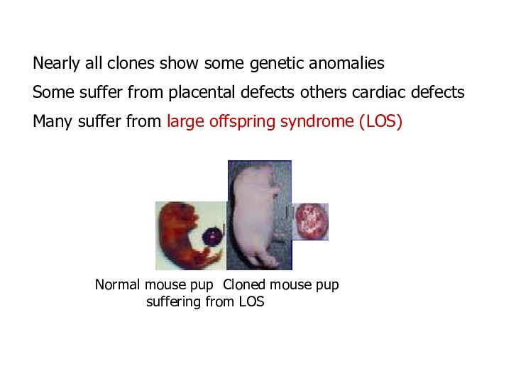 Nearly all clones show some genetic anomalies Some suffer from placental defects