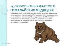 15 интересных фактов о гималайских медведях