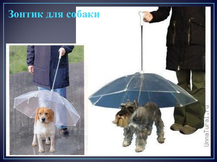 Зонтик для собаки