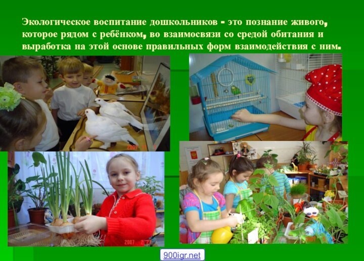 Экологическое воспитание дошкольников - это познание живого, которое рядом с ребёнком, во