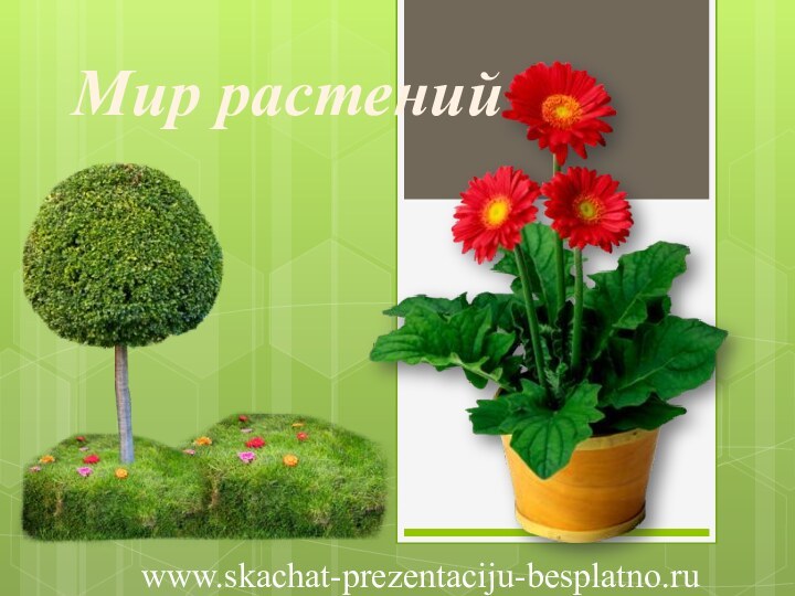 Мир растений www.skachat-prezentaciju-besplatno.ru