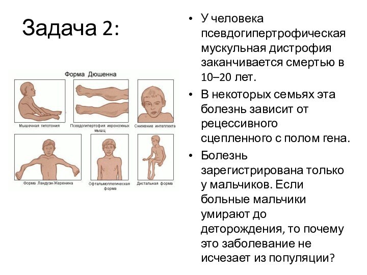 Задача 2:У человека псевдогипертрофическая мускульная дистрофия заканчивается смертью в 10–20 лет. В