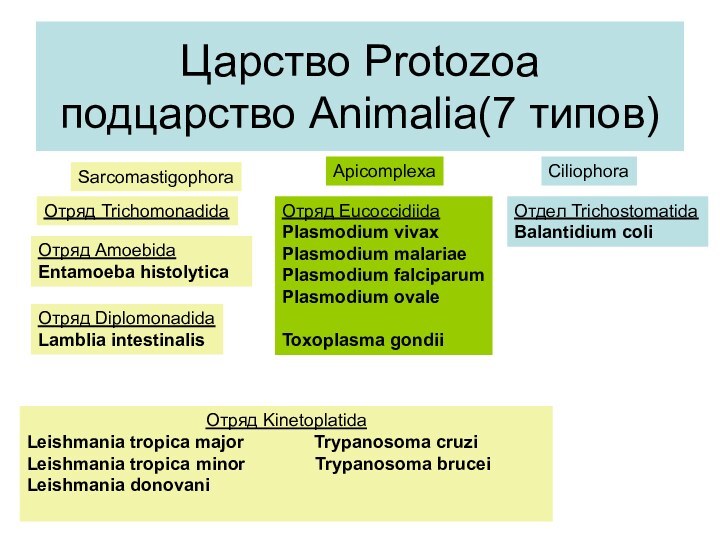Царство Protozoa подцарство Animalia(7 типов)SarcomastigophoraApicomplexaCiliophoraОтряд AmoebidaEntamoeba histolytica Отряд DiplomonadidaLamblia intestinalis Отряд TrichomonadidaОтряд
