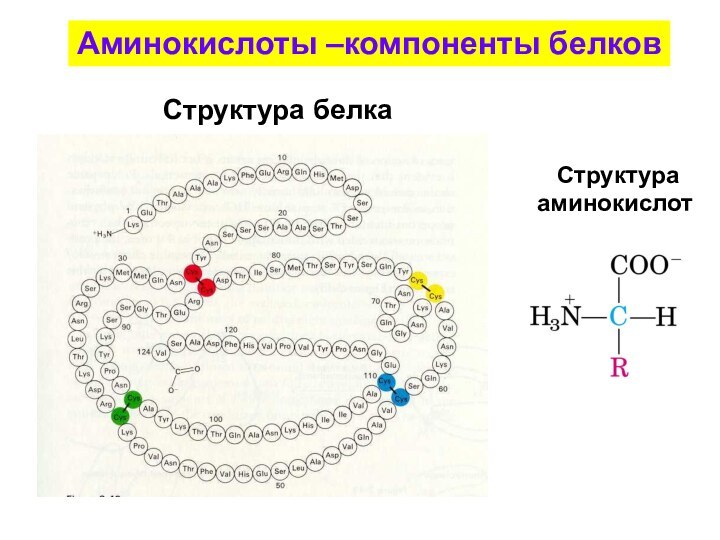 Реферат: 3 Биологическое и функциональное значение коллагеновых аминокислот
