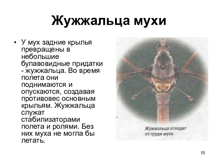 Жужжальца мухиУ мух задние крылья превращены в небольшие булавовидные придатки - жужжальца.