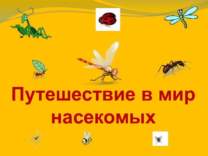 Путешествие в мир насекомых