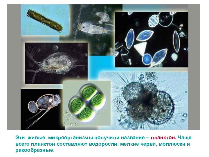 Эти живые микроорганизмы получили название – планктон. Чаще всего планктон составляют водоросли,