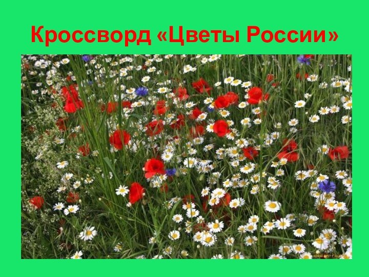 Кроссворд «Цветы России»