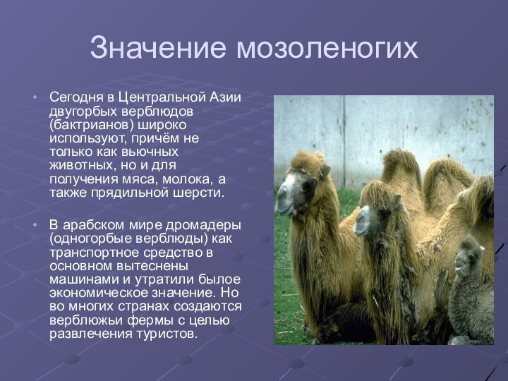 Значение мозоленогихСегодня в Центральной Азии двугорбых верблюдов (бактрианов) широко используют, причём не