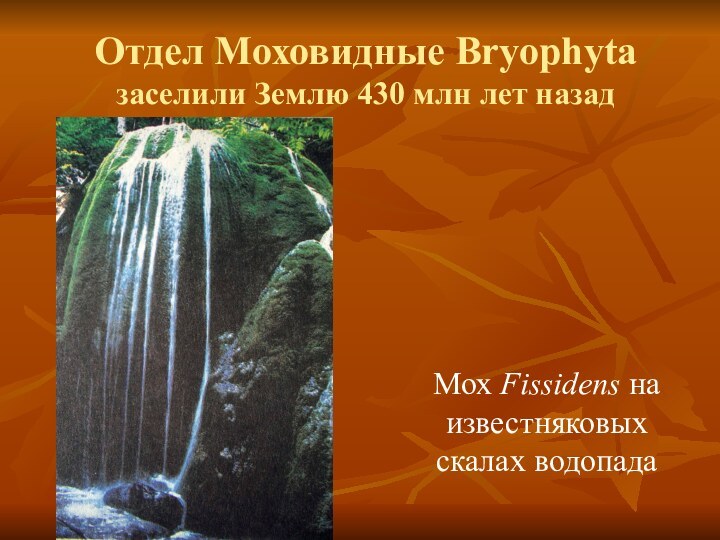 Отдел Моховидные Bryophyta заселили Землю 430 млн лет назадМох Fissidens на известняковых скалах водопада