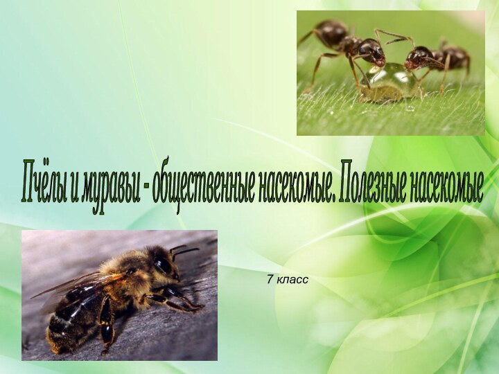 Пчёлы и муравьи - общественные насекомые. Полезные насекомые 7 класс